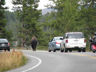 Bison p vejen, Yellowstone